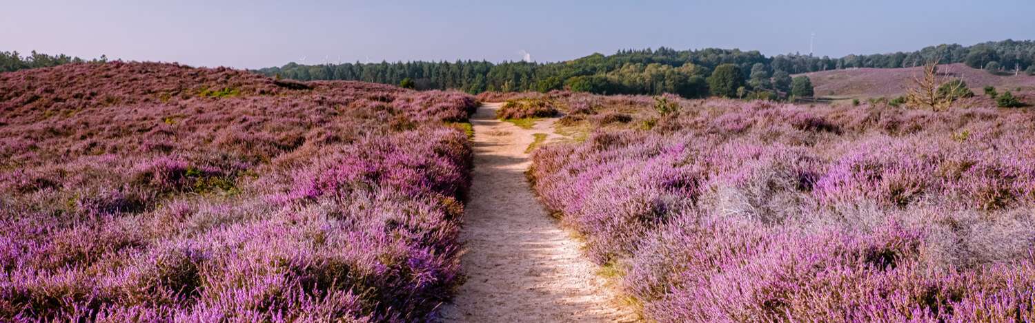 Singlereis de Veluwe